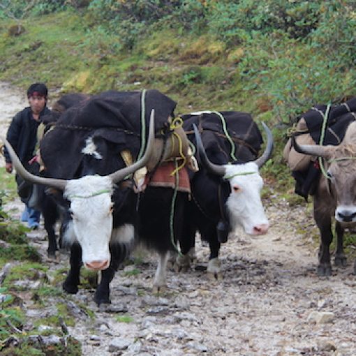 The Yak Herders’ Trail: Trekking In The Eastern Himalaya