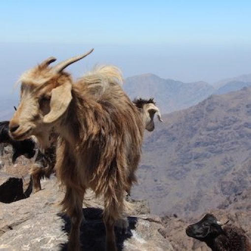 Jebel Toubkal Ascent
